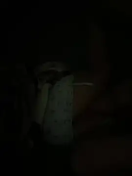 Tryphena 실시간 채팅방
